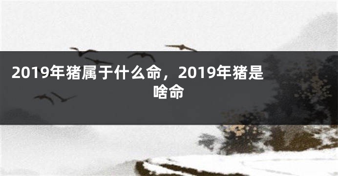 2019年猪属于什么命，2019年猪是啥命