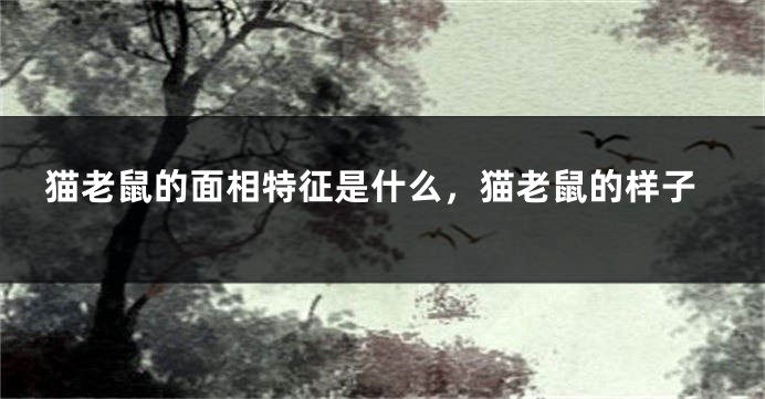 猫老鼠的面相特征是什么,猫老鼠的样子