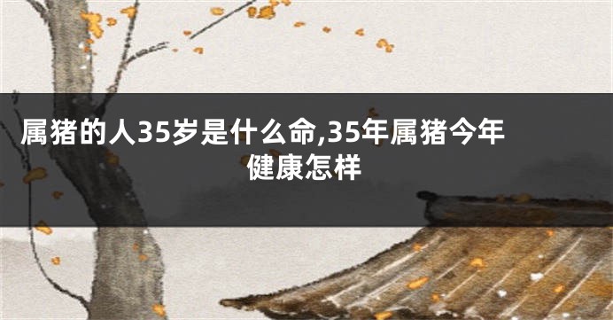 属猪的人35岁是什么命,35年属猪今年健康怎样