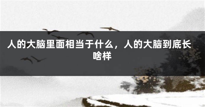 人的大脑里面相当于什么,人的大脑到底长啥样