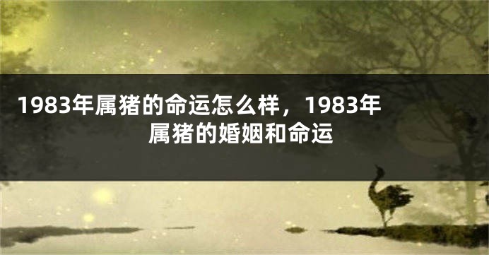 1983年属猪的命运怎么样,1983年属猪的婚姻和命运