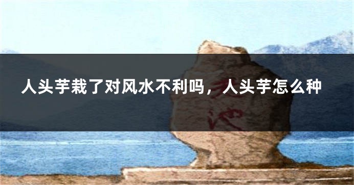 人头芋栽了对风水不利吗，人头芋怎么种