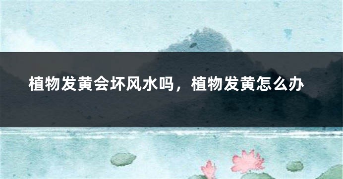 植物发黄会坏风水吗，植物发黄怎么办